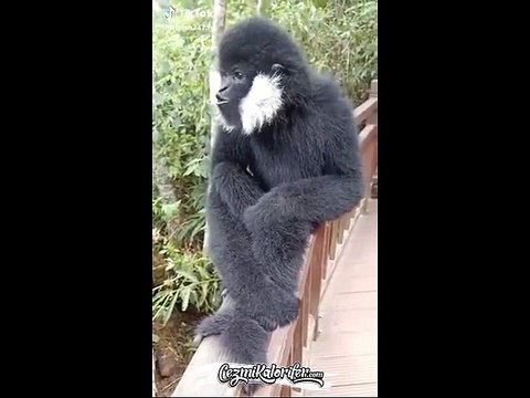 Derste Kankası Laf Sokmuş Liseli Ergen Gibi Tepki Veren Beyaz Yanaklı Gibon