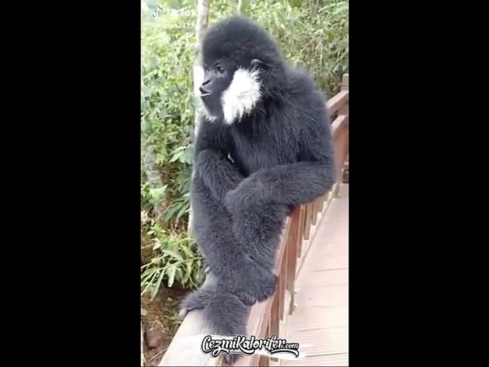 Derste Kankası Laf Sokmuş Liseli Ergen Gibi Tep...