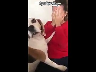 Ağlama Numarası Yapan Sahibine Kıyamayıp Onu Teselli Eden Köpek