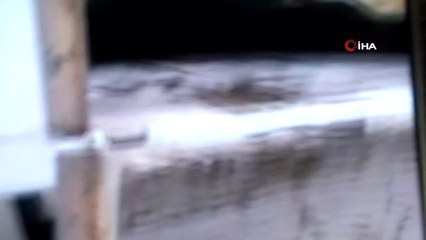 Başkent'te 20 Kadar Sokak Köpeği Zehirlendi