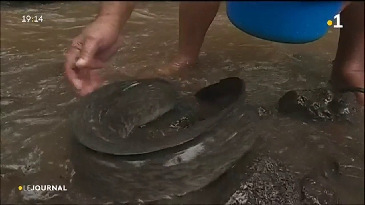 Plus de 7 millions de vues pour les les anguilles sacrées de Huahine.