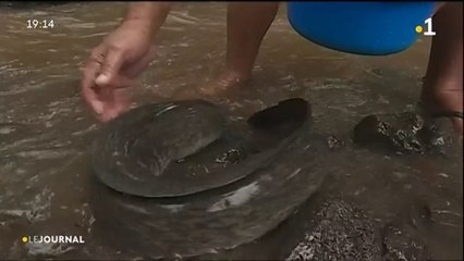 Plus de 7 millions de vues pour les les anguilles sacrées de Huahine.