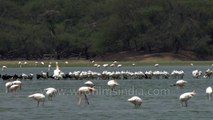 Greater Flamingos in Thol lake