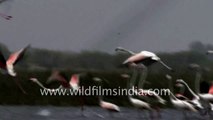 Greater Flamingos take off en masse from Indian wetland
