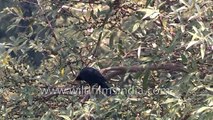 Himalayan or Blue Whistling Thrush in Landour on a shrub with berries