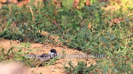 A young Red-wattled Lapwing with mother