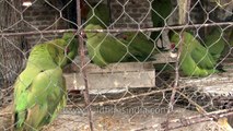 Birds in cage ready for sale- Sonepur fair India