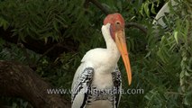 Flock of Painted stork Mycteria leucocephala