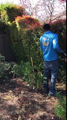 Garden Pruning and Trimming in  SB Evolution Landscape Company