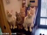 ANIMAUX / HUMOUR - CHATS - Cats watch tennis