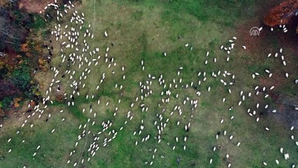 'Yayla kenti' Trabzon görsel şölen sunuyor