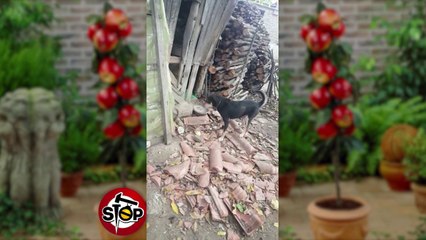 Stop -Devoll, gjithandej krizë ekonomike   edhe kafshët i janë futur dietës me mollë