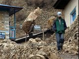 Monal Pheasant or Danphe - national bird of Nepal