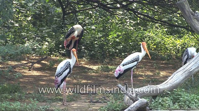 Painted Storks at Purana Qila moat in Old Delhi