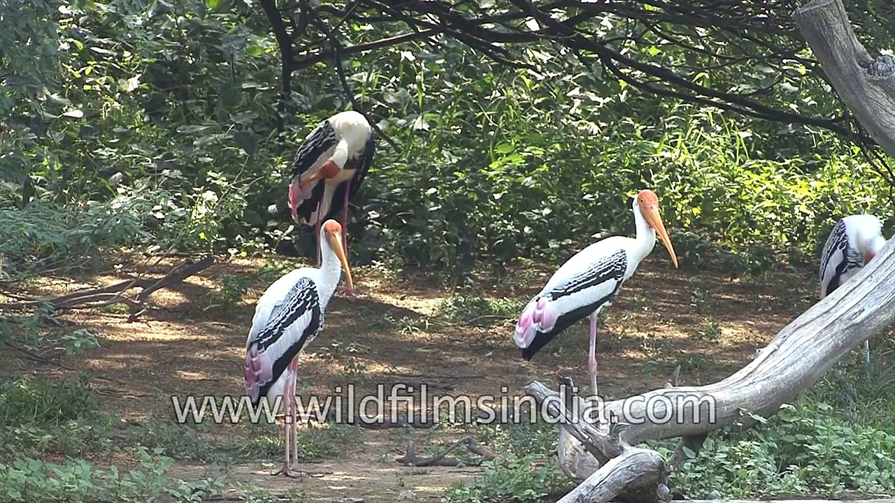 Painted Storks at Purana Qila moat in Old Delhi