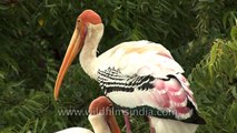 Painted storks preening on a Neem tree