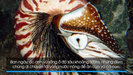 10 sinh vật biển sống quanh năm trong bóng tối đại dương