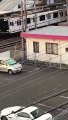 Japon : un homme attaqué en pleine rue par un sanglier !