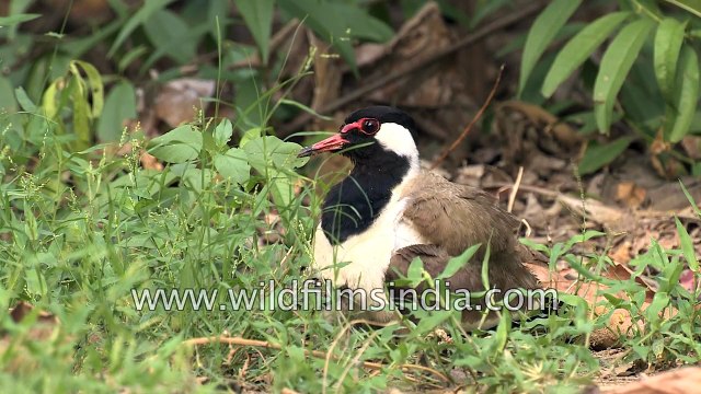 Red-wattled Lapwing lying on the nest hatching its eggs