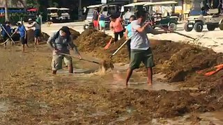 Sargassum cleaning campaign in San Pedro Town! Volunteers are welcome!