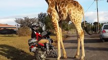 Funny Video: Horny Giraffe Tries To Get It On With Man's Motorcycle