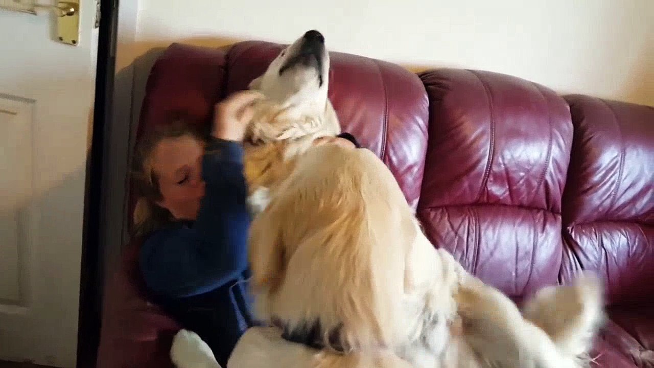 dogs excited to see owner after 6 months away Funny Video