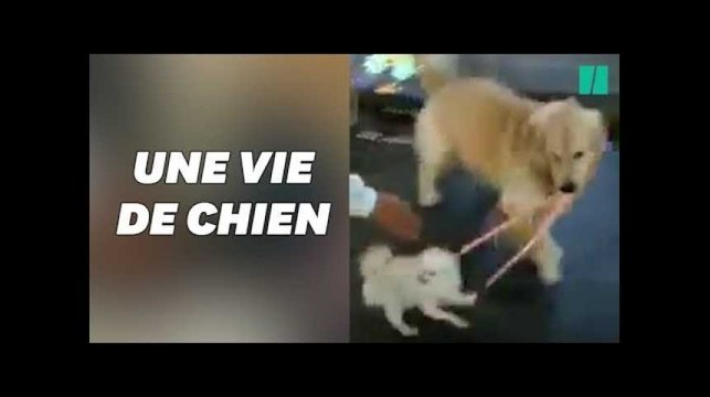 Ce chien cleptomane a tenté de voler un autre chien