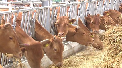 가축도 보험에 가입하는 시대 열렸다! / YTN