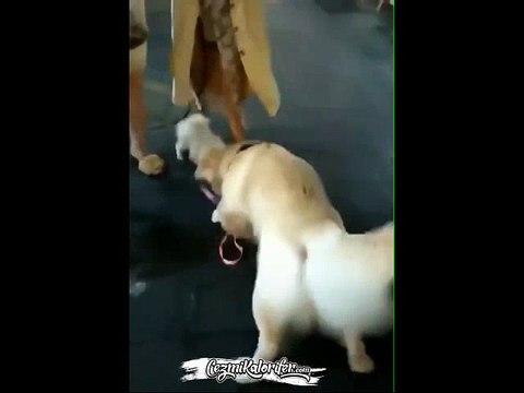 Sevdiği Kız Verilmeyince Onu Kaçıran Köpek