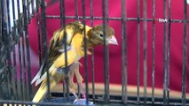 'Kanarya ve Kafes Kuşları Yarışması' renkli görüntülere sahne oldu