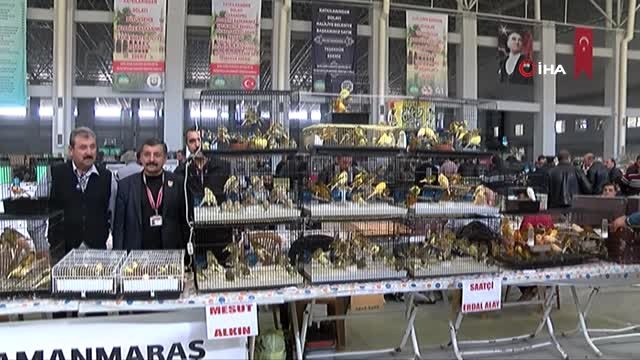 Kanarya ve Kafes Kuşları Yarışması Renkli Görüntülere Sahne Oldu