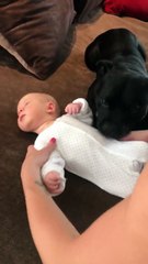 Un chien protecteur ne veut pas quitter le bébé