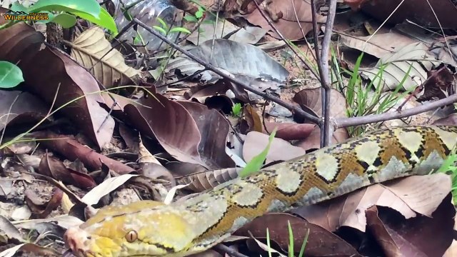 Primitive Boys Saves Family Cats From Python Attack - Python Attack Cat Nest
