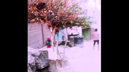 Tree Climbing Cat at Trouble