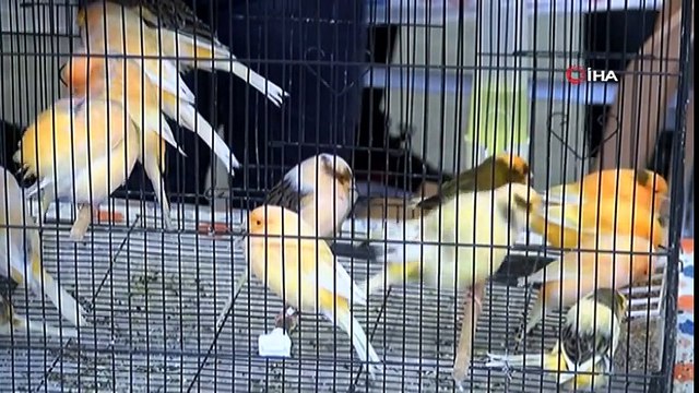 Kanarya ve Kafes Kuşları Yarışması Renkli Görüntülere Sahne Oldu-İha