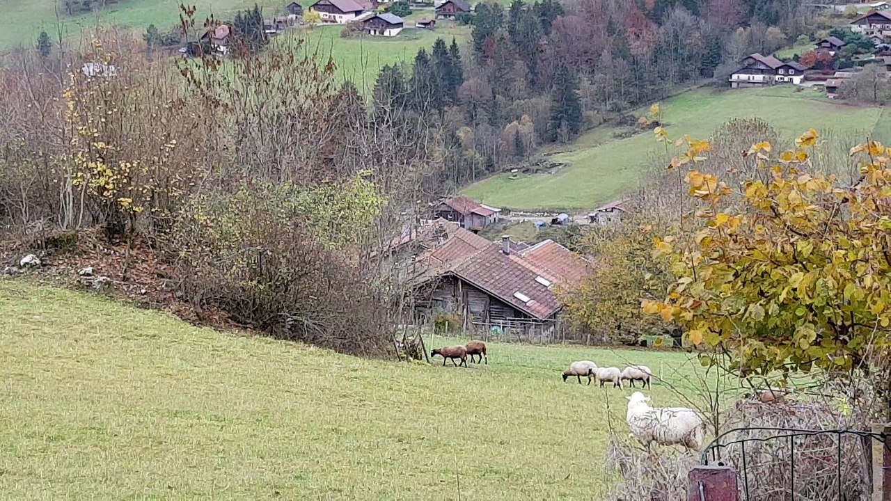 Les moutons