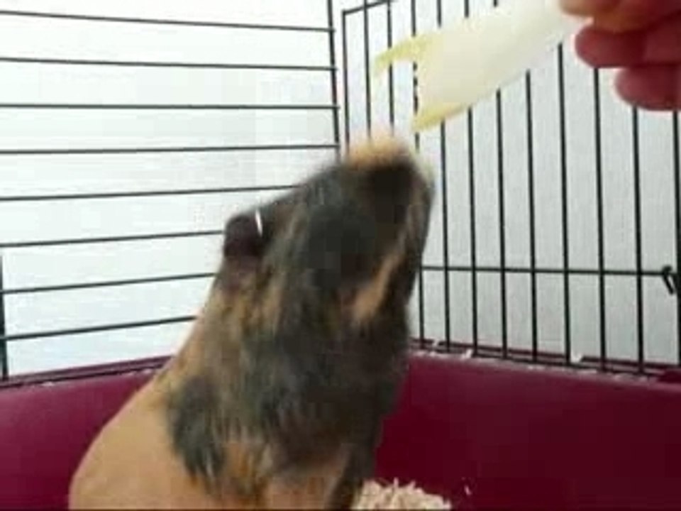 Loulou et Rodney mes cochons d'inde ...