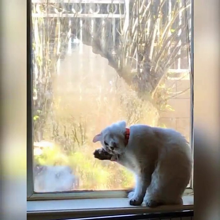 kedinin rahatlığı köpeği çıldırttı