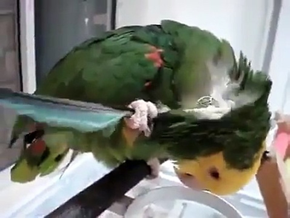 kendini kaşıyan papağan