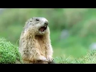 Este pequeñín tan gracioso está en peligro de extinción por una plaga. Pero con un Drone y chocolates #M&M's con medicina, la agencia #Fish and Wildlife Service