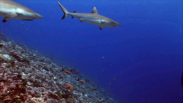 Requins gris sur un récif de corail