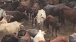 Las vacas, víctimas sagradas de los desechos de plástico en la India