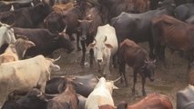 Las vacas, víctimas sagradas de los desechos de plástico en la India