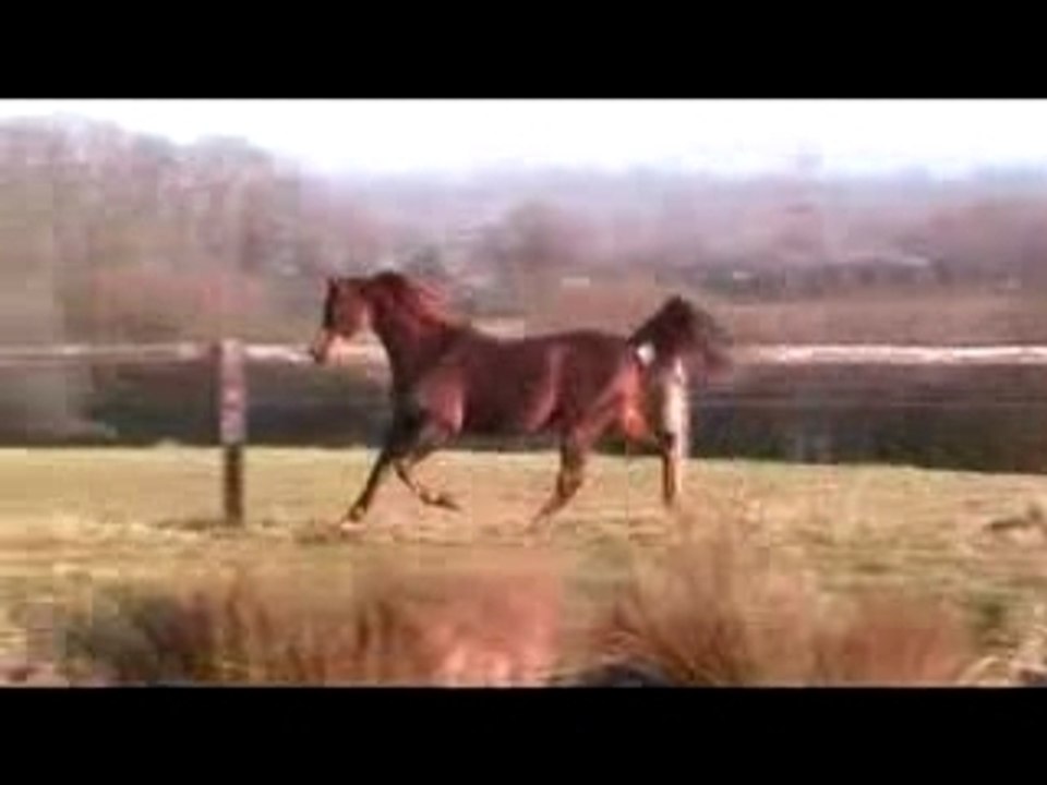 Premier Etalon arabe Emma Maxwell