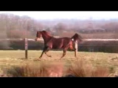 Premier Etalon arabe Emma Maxwell