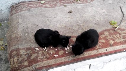 Two black cats live on the bench near the basement. [Cat life on the street]