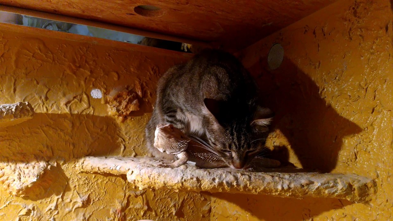 Hulk Steaks Info Terrarium - Dragon Encounter