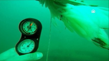 1,5 milyon kalamar yumurtası doğaya kazandırıldı - İZMİR