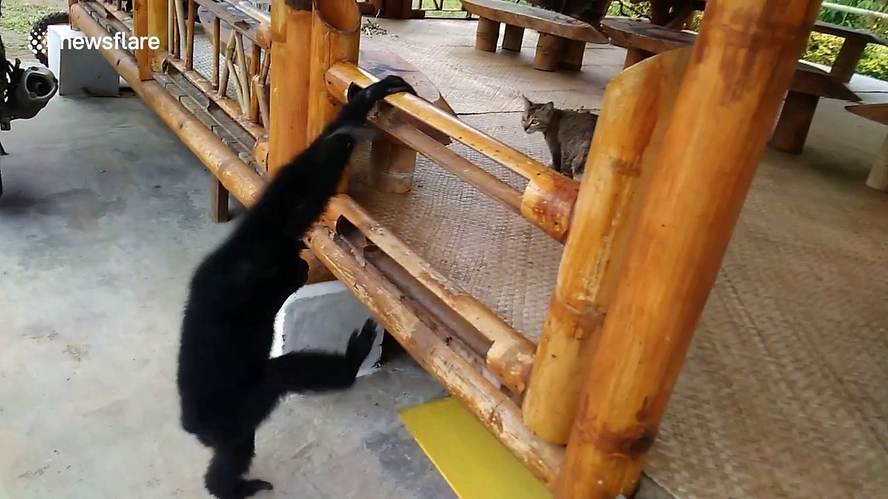 A game of cat and gibbon! Gangly ape just wants to play with kitty