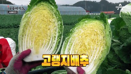 봄, 가을에만 일해서 2억을 버는 농부가 있다? 영월의 고랭지배추!